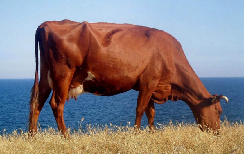 15e0e4cd0643301b20515d93f3dfa253 Червона степова порода корів: опис, догляд та годівля