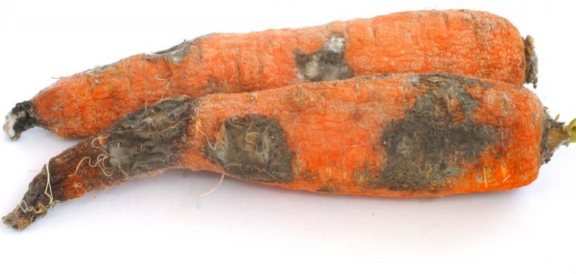 1654515f862330d2aac4a18d1514f652 Чому морква вяне і стає маслянистою в землі: причини, як її освіжити
