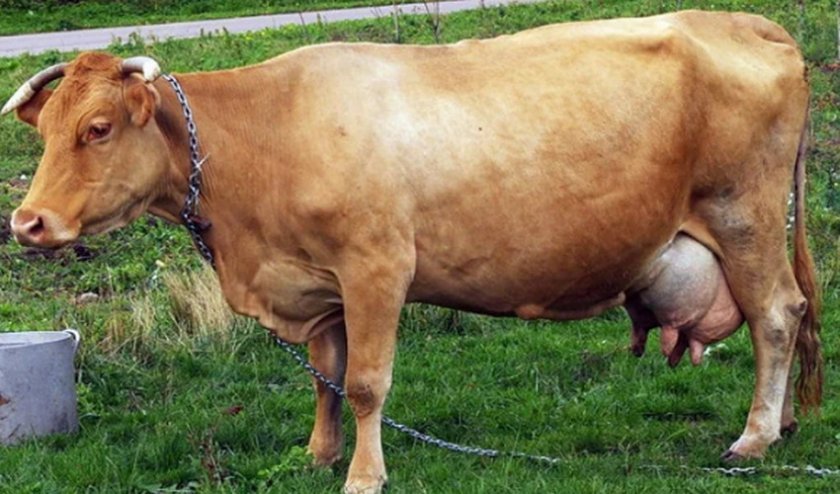 1716cc06b1d2e1e989127b3ee6f035cb Скільки важить корова, бик, теля: середні показники, розрахунок ваги, рекордсмени по вазі
