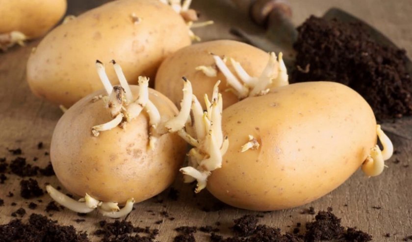 173aca05c0533fee596a68278bf9ced8 Пророщування картоплі: як правильно підготувати картоплю до посадки, способи пророщування в домашніх умовах