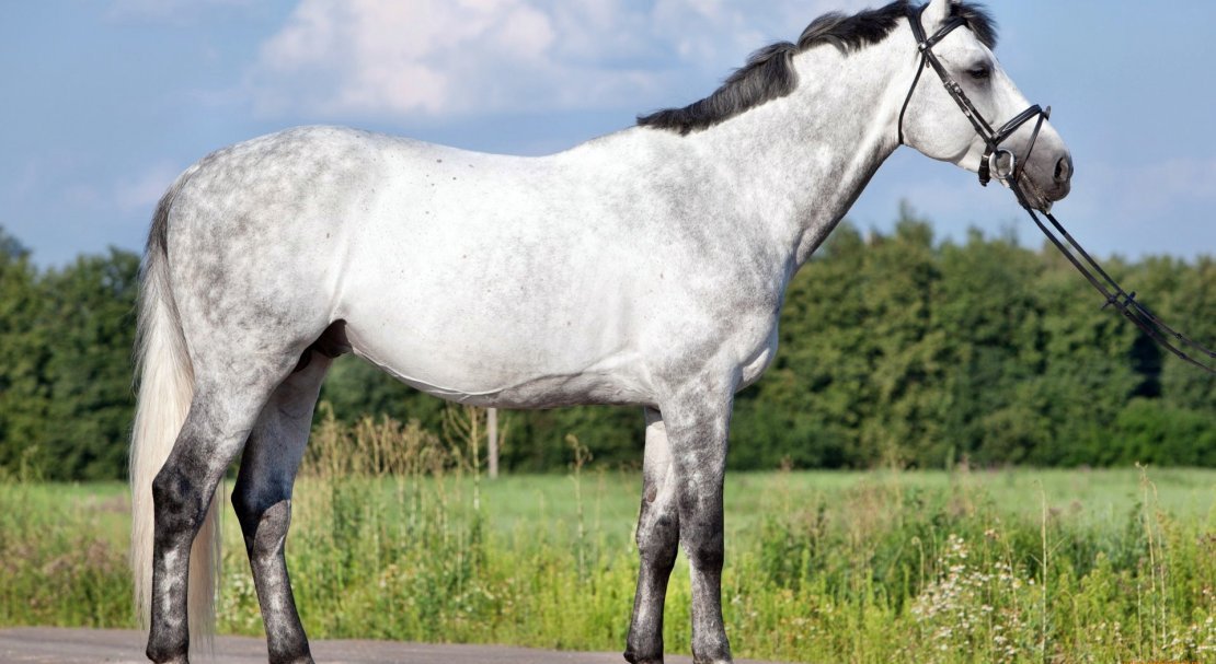 176dab8497d7a7934f969dbd3e1f9f6b Ганноверська кінь: опис і зміст породи, переваги та недоліки, особливості догляду, фото