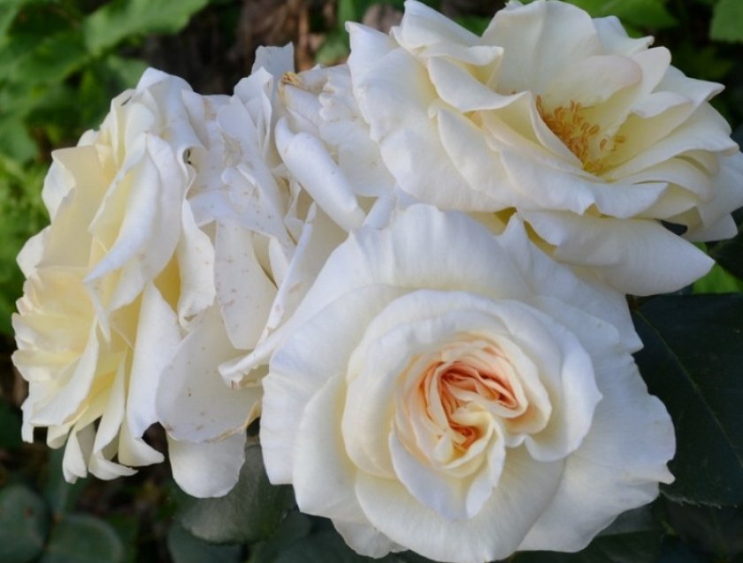 1808e97f20f25177615185b06a763af0 Роза Шнеевальцер: опис і характеристики троянди, способи розмноження, вирощування і догляд