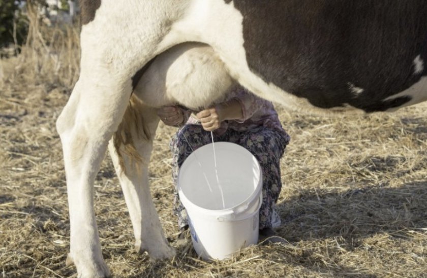 192834067ac81168f1a02f9eaae87047 Як правильно доїти корову доїльним апаратом: технології і правила машинного доїння, відео