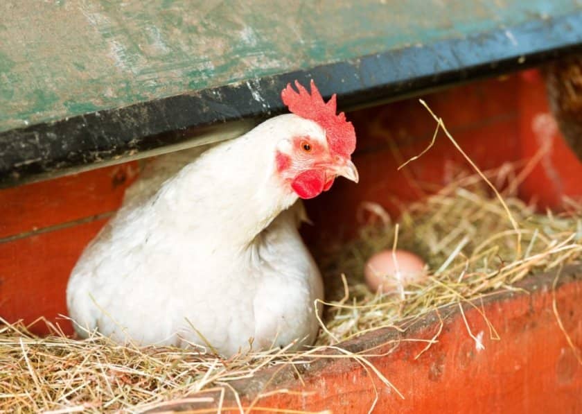 19896457a7e78027e471a6aaa86f06d4 Скільки яєць несе курка в день (в домашніх умовах, на птахофабриці): як часто, коли починають нестися, як підвищити несучість