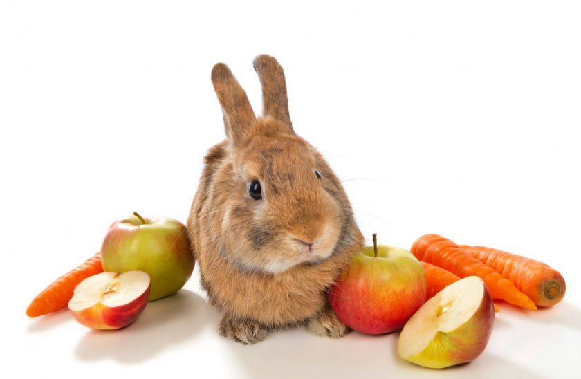 1a47b412a52807c94b5cbae429347548 Як годувати кроликів взимку в домашніх умовах: основні правила харчування, складання раціону