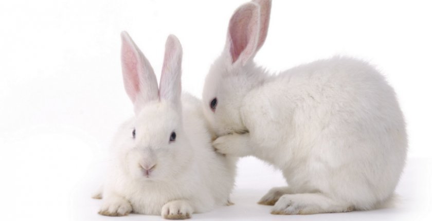 1b0dfec01099a89b35bab4ef92bf3068 Чи можна давати огірки кроликам: користь і шкода, особливості годівлі