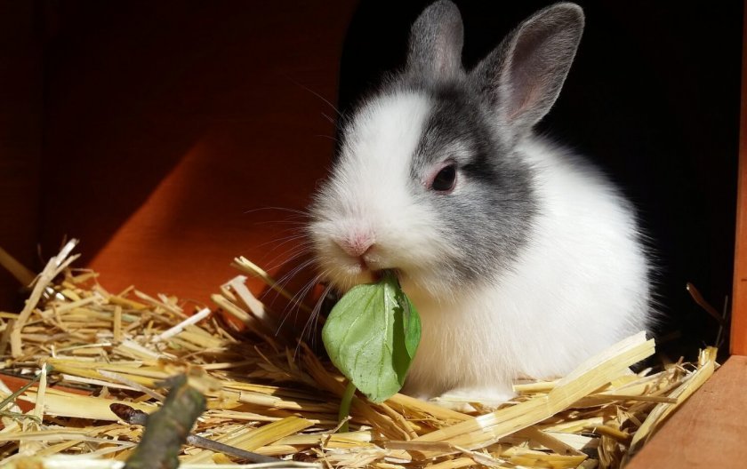Що їдять кролики в дикій природі?