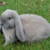 1b9f521b5dcaaafd08893b4f3b62afab Віденський блакитний кролик: опис та характеристика породи, розміри кліток для утримання, особливості розмноження, фото
