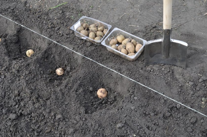 1c01fc246be6a11c5df129671a138f66 Картопля Латона: опис та характеристика сорту, особливості вирощування та догляду, смакові якості, фото