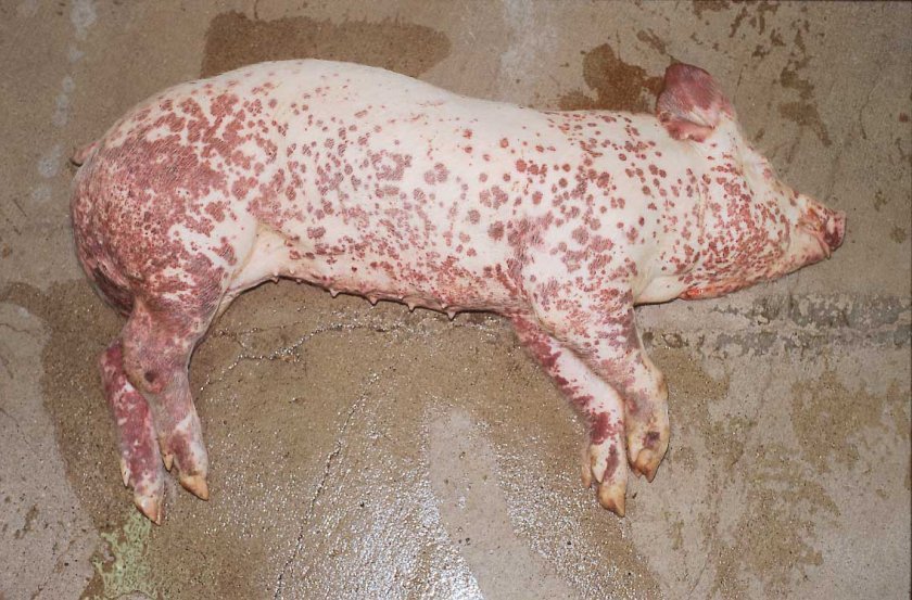 1c25159c11ceaba001defc9751becf6f Пика у свиней: симптоми і лікування в домашніх умовах, вакцина (сироватка) проти хвороби, чи є мясорожа у свиней