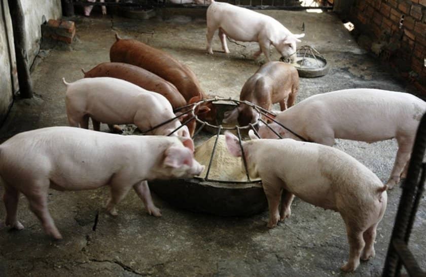 1c91e97df174651a73a15c9396a089ba Комбікорм для свиней: види, склад, норми споживання, як годувати, рецепт для приготування своїми руками в домашніх умовах, кращі виробники