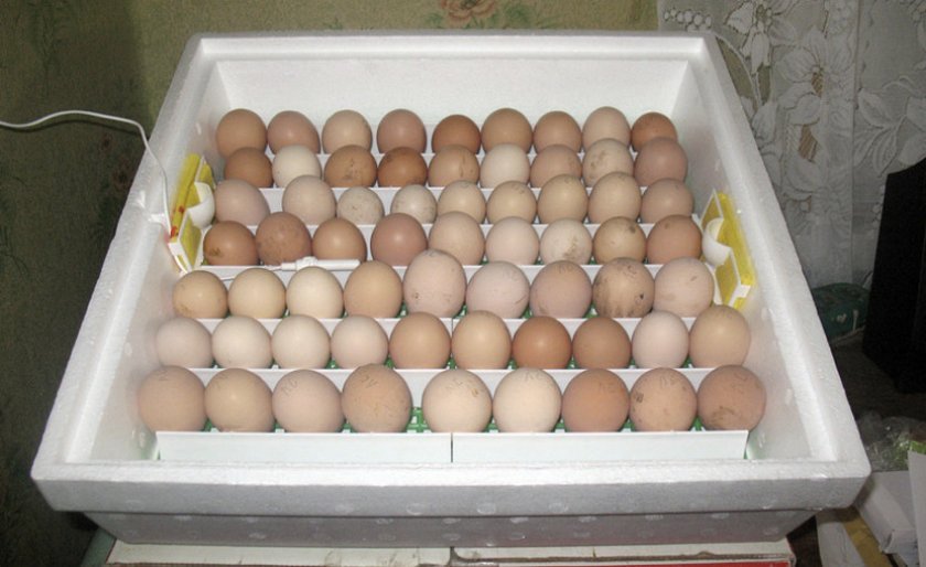 1c93afc087217b9ccfacc171622de443 Температура в інкубаторі для курячих яєць: закладки, висиджування, висновку, таблиця