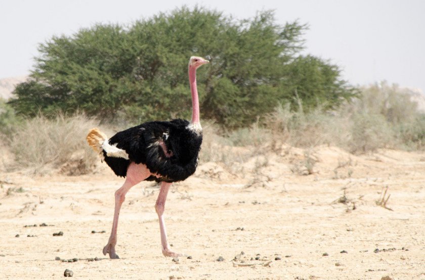 1cb2d9b2e16e44cb38f1b4b204b25cfd Африканський страус: опис, вага, зріст, фото