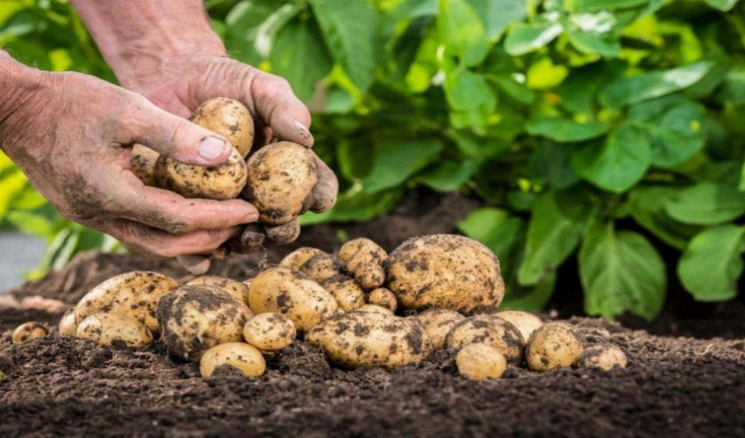 1cd2b9d1c31083035a5e60cc328daf20 Картопля Велетень: опис та характеристика сорту, особливості вирощування та догляду, фото