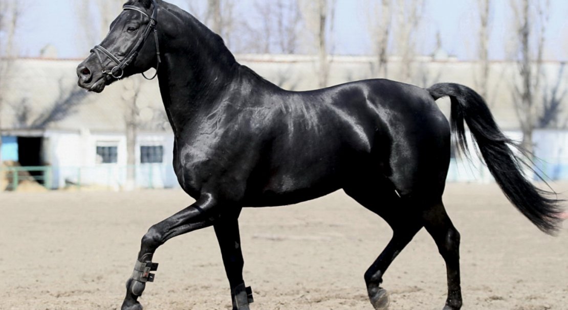 1d47c4320ea0626039bf89425093a03e Російська верхова порода коней: опис і характеристика, особливості утримання і догляду, фото