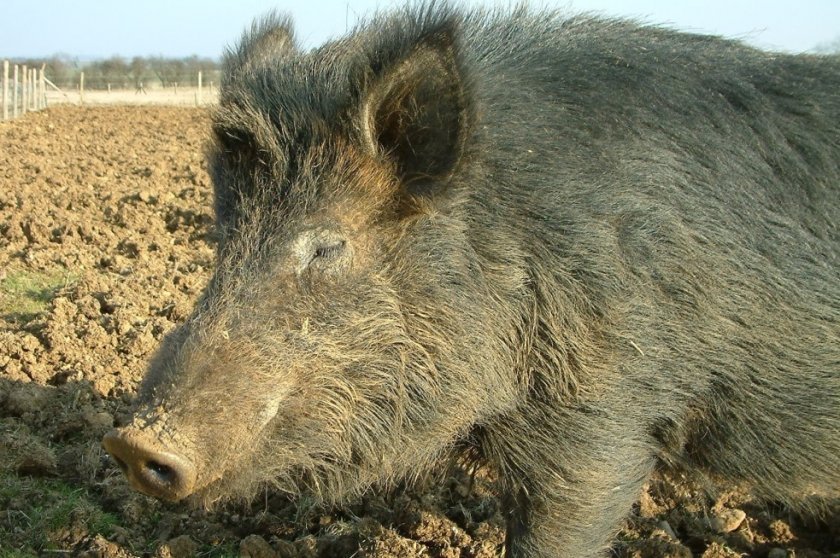 1d5cfb9758182160da4535596c3f6ffa Порода свиней свині беконні: опис та характеристика з фото, зміст, догляд, годування до забою, відео