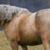 1e1755da54aca62580a612a83efa006b Циганські коні: опис і зміст породи, переваги та недоліки, особливості догляду, фото