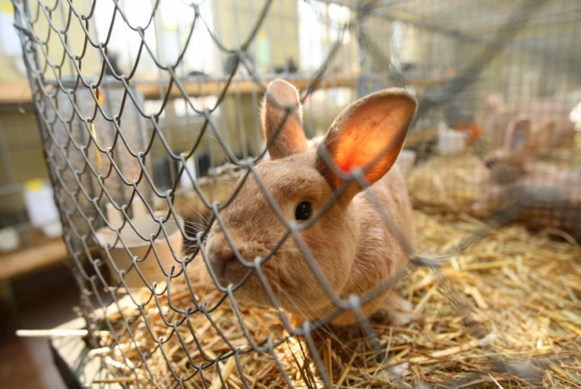 1e2880fb9744385ec74a0170a315b6b4 Пронос у кроликів: причини і лікування в домашніх умовах народними засобами, ліками), як зупинити, профілактика, фото, відео