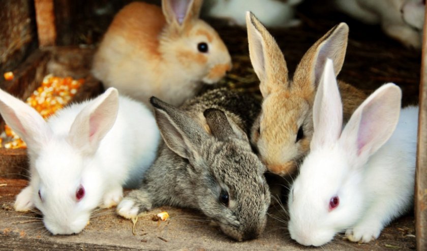 1e403a684d3e44f1eb210f94253e7bb7 Чому кролики дохнуть (великі, маленькі) взимку і влітку: причини, що робити, як лікувати хвороби