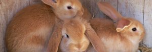1f043a2c1ff7310d5b85814a468ee439 Хвороби вух у кроликів: симптоми, лікування народними і медикаментозними засобами, фото