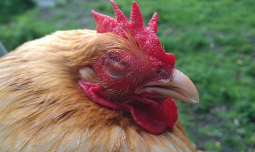 1f74c63e4e98d001b01e4130893329e5 Тонка шкаралупа у курячого яйця: в чому причина, що робити, чим годувати