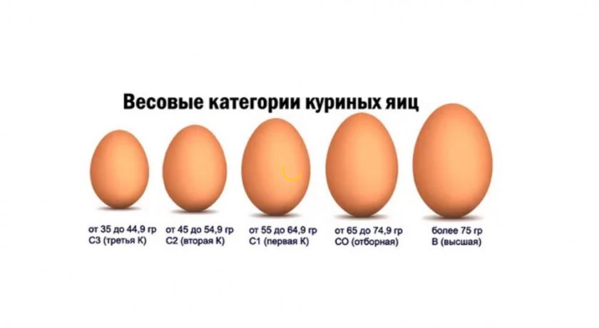 1fa4e1b401428da4c894fe121beef618 Категорії курячих яєць: чим відрізняються, класифікація і маса, які краще