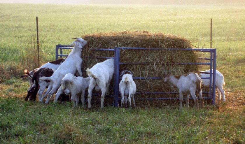 1fe8f1d43c1e662dd7cab3bc9ce138af Як правильно годувати козу взимку: перед і після окоту, основні правила годування, як скласти раціон