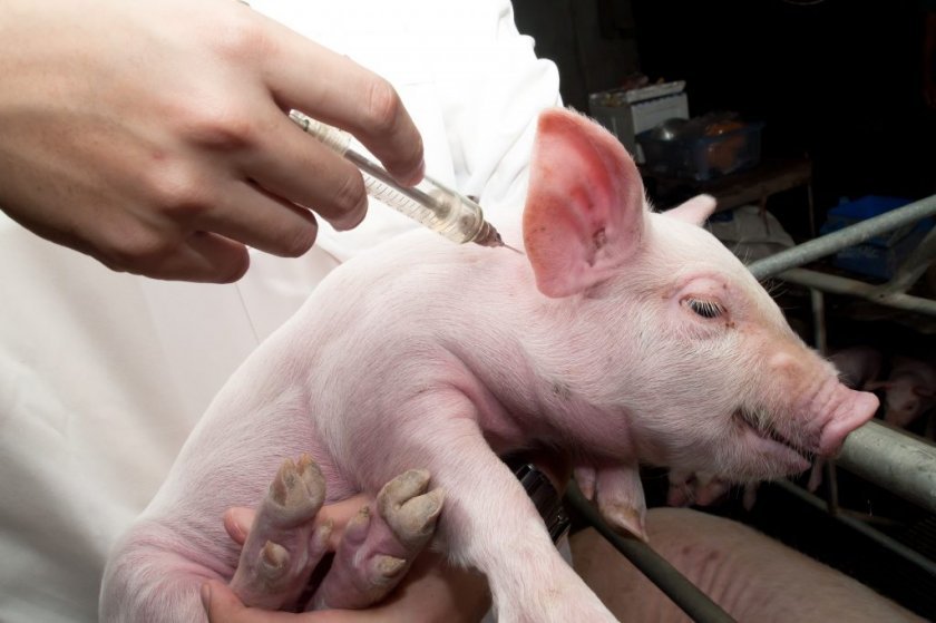 2032ac9003a3659acb91b52520ae7eef Пика у свиней: симптоми і лікування в домашніх умовах, вакцина (сироватка) проти хвороби, чи є мясорожа у свиней