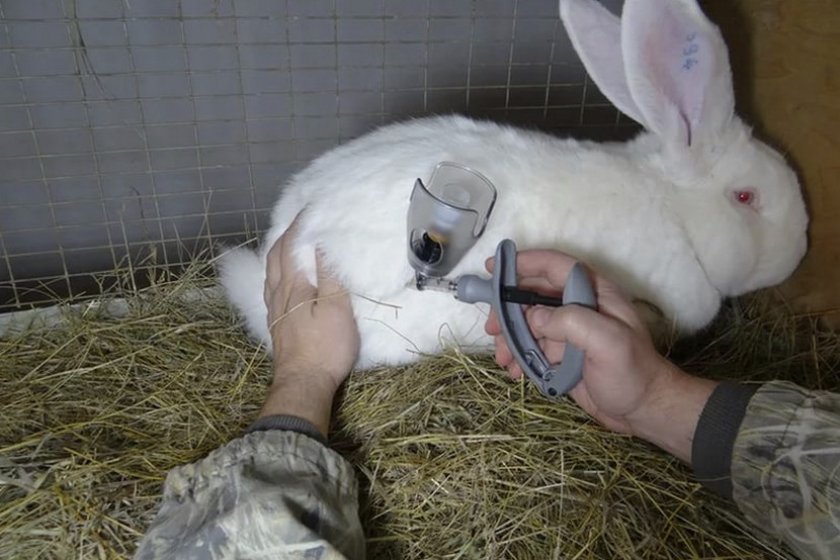 204f840a86fecb72fe439c050fe60d5b Вітаміни для кроликів: як додавати у воду і корми, їх дозування