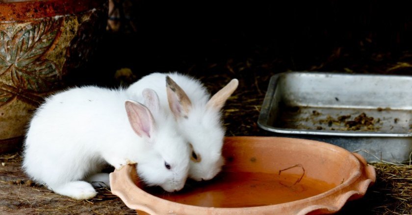 20f2f70136da49301afb7fdc831329b5 Молочна кислота для кроликів: інструкція і способи застосування для лікування і профілактики хвороб, дозування і пропорції, чим можна замінити