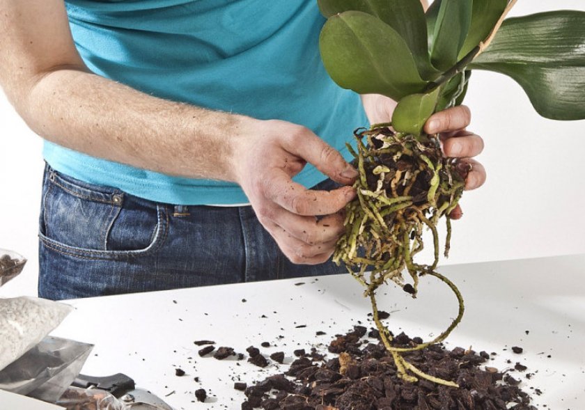 21238558feef8e9bb83870a12f495991 Як садити орхідею в горщик в домашніх умовах: основні способи, правильна обробка ґрунту, догляд після посадки