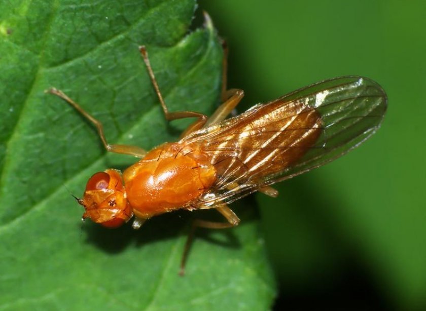 21cc07a4c5e8f138c9eaa1eaf19287b3 Морквяна муха: опис та характеристика шкідника, причини появи, способи лікування і боротьби на городі