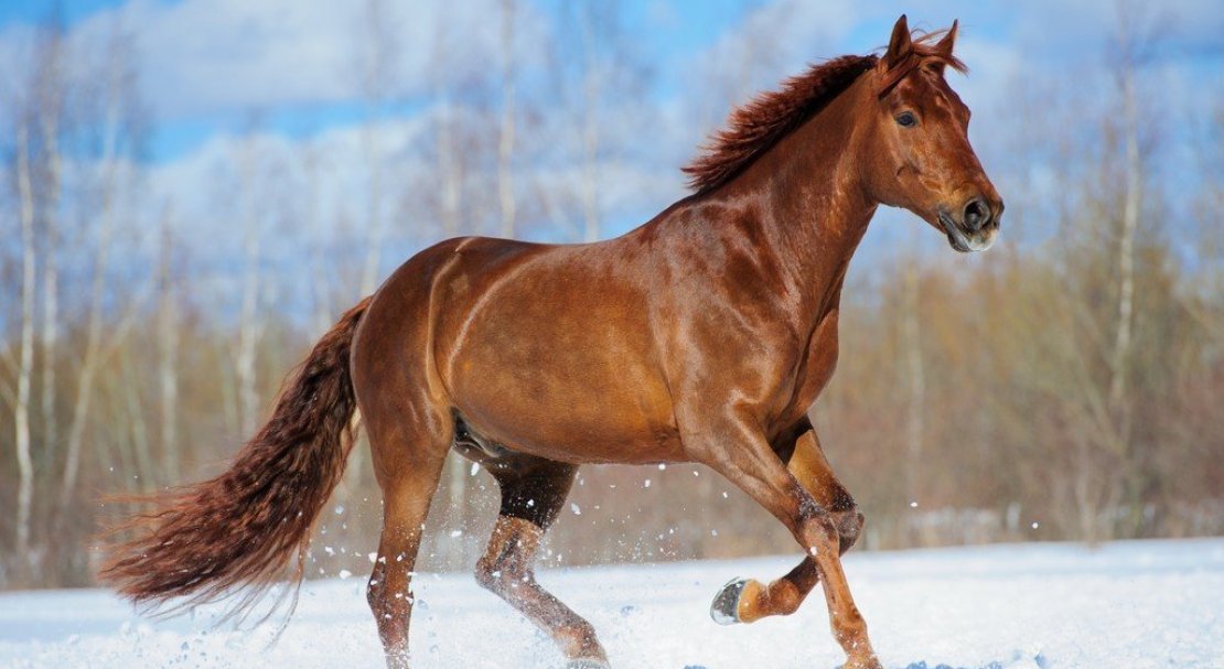 22c9f571b184729bff0e7f8e293acb8f Буденновская порода коней: характеристика, зміст і догляд, фото