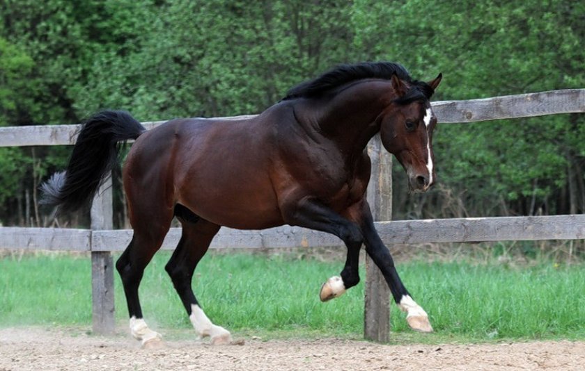 232846178febdad2fcfeb4baced27c37 Ганноверська кінь: опис і зміст породи, переваги та недоліки, особливості догляду, фото
