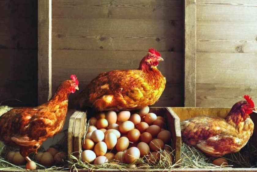 23438f3bf0a64cba8780a1a0109a7d96 Тонка шкаралупа у курячого яйця: в чому причина, що робити, чим годувати