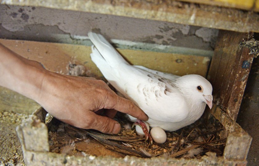 234e31c24e6b7f56d4b5c4338bc99ab5 Скільки днів голуби висиджують яйця: як відбувається яйцекладка, як часто голуби розмножуються