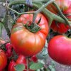 238dd0c574ea165051ba623fd20c9ed6 Томат Пролісок: опис та характеристика помідора, вирощування і догляд, фото