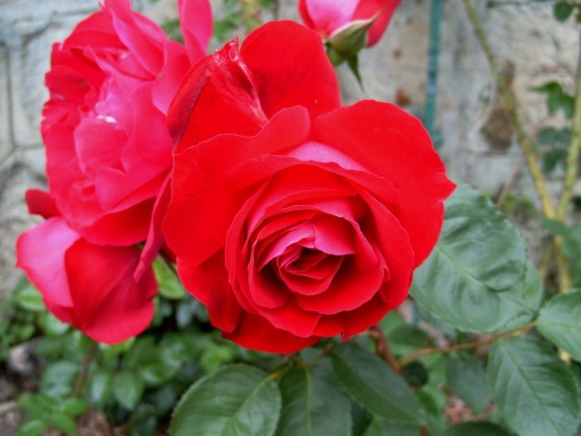 2426d4584fad046d719a4234a9c696ec Троянди Кордеса: найкращі сорти з описом і фото, особливості догляду