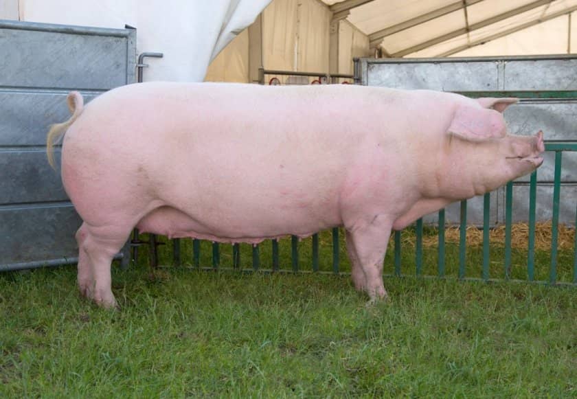 25278d86556e3dab3928c79b56e29091 Мясні породи свиней та їх характеристика