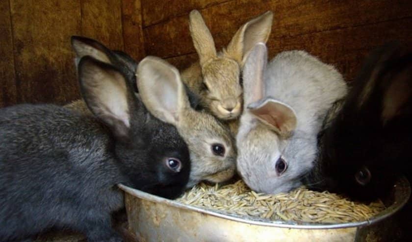 253d7b43766057221877e222a7987ff6 Інфекційний риніт у кроликів: симптоми і лікування (антибіотиками та іншими засобами), причини появи, профілактика