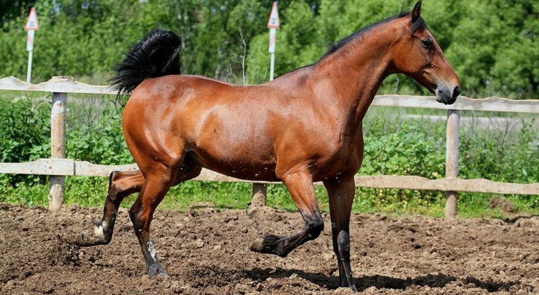 259ef9c8afc0b1f9f9a84ab3a960bea7 Російський рисак порода коня, опис та характеристики, особливості догляду, фото