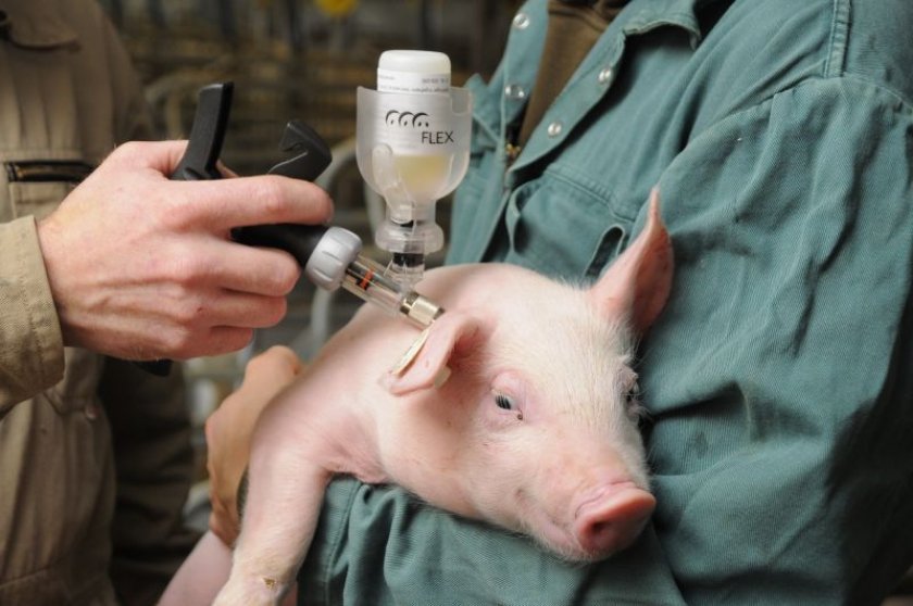 25c1bbf7cbb65fa11e774623f68f7ff9 Пика у свиней: симптоми і лікування в домашніх умовах, вакцина (сироватка) проти хвороби, чи є мясорожа у свиней