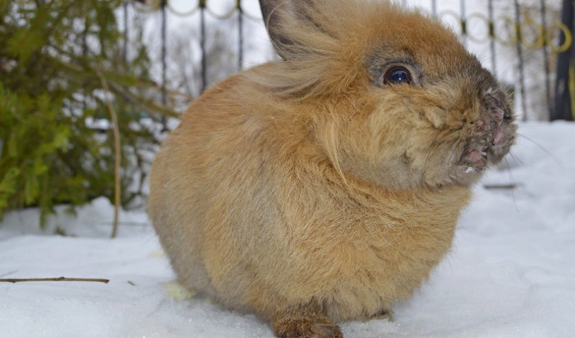 262db062e8ad68908ee33d877e8a5210 Чому кролики дохнуть (великі, маленькі) взимку і влітку: причини, що робити, як лікувати хвороби