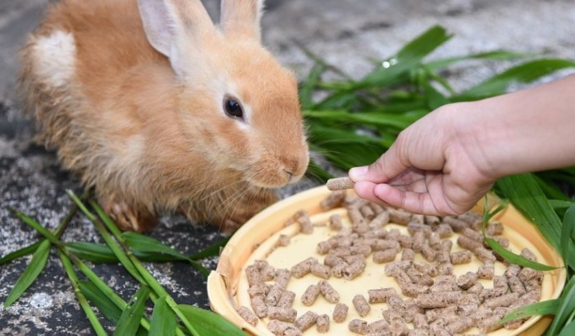 264fced8c67b9ba5f0f449940abcfb05 Що їдять карликові кролики: дозволені і заборонені корми, особливості годівлі