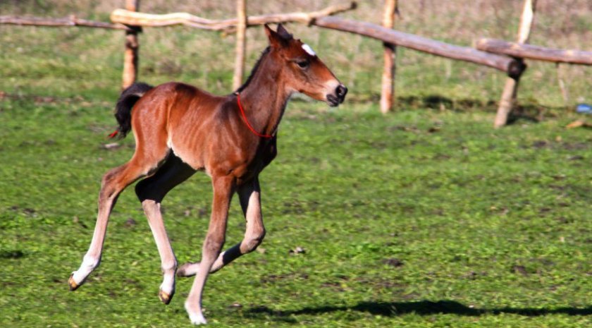 268b5fcd02fb0aef5e9c08830edcfd73 Як народжують коні: скільки триває і як проходить вагітність, процес пологів, догляд за лошам після народження