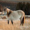 269d7d34dac040376301bb2d5458fa13 Циганські коні: опис і зміст породи, переваги та недоліки, особливості догляду, фото