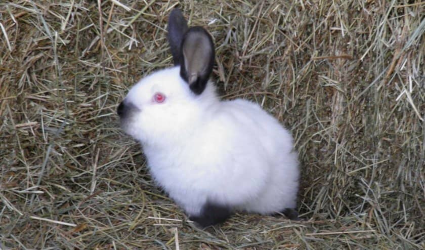 26ac8b455fa810829665c2625b45c894 Каліфорнійські кролі: опис та характеристика породи, вага, розміри, чим годувати, розведення та утримання в домашніх умовах, фото, відео