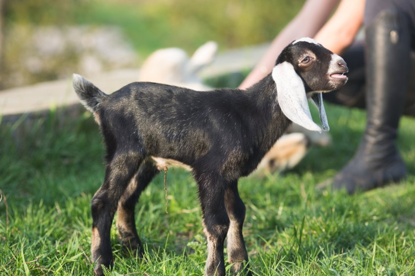 271e19687e85077ead04894cd0a7a80c Нубийские кози: опис породи з фото, особливості догляду, скільки дає молока