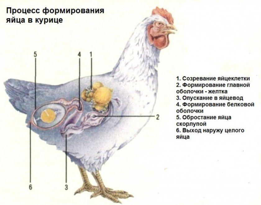 27606a9a38aa5eeeacdf50bdaf7caa0a Тонка шкаралупа у курячого яйця: в чому причина, що робити, чим годувати