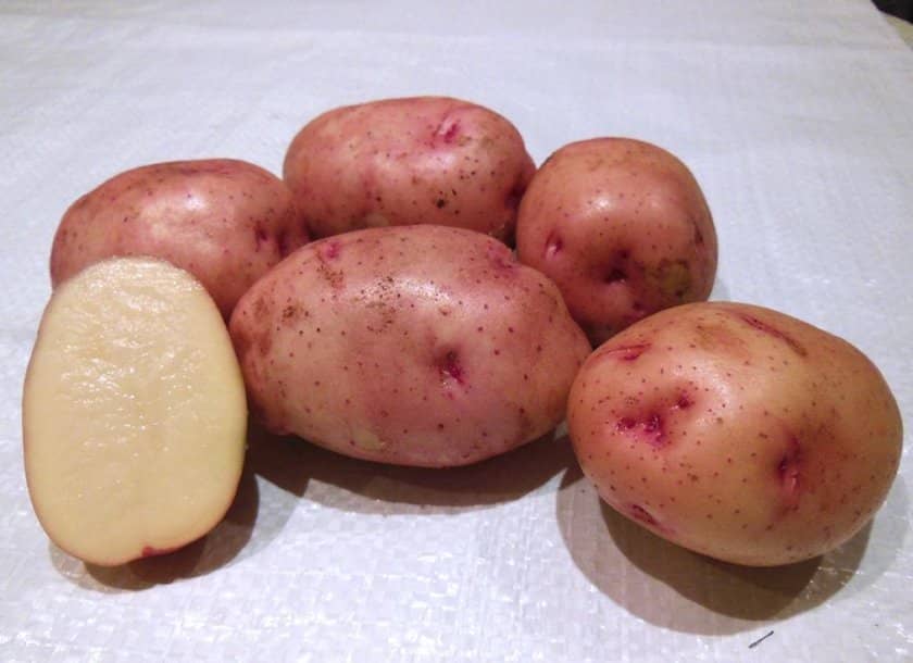 278ba203f64a7d166e4097224e19468d Картопля Снігур: опис та характеристика сорту, смакові якості, вирощування і догляд, фото